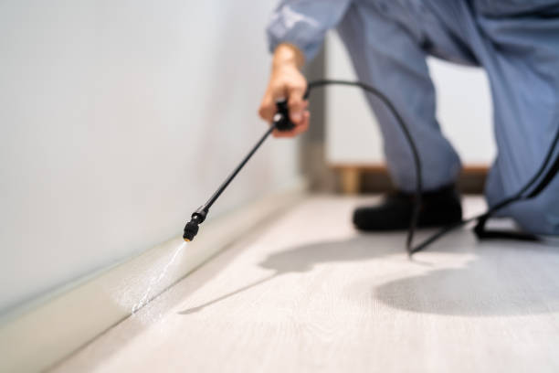 Licensed Wasp Removal service in Boulevard Gardens, FL - Show Me Pest Control